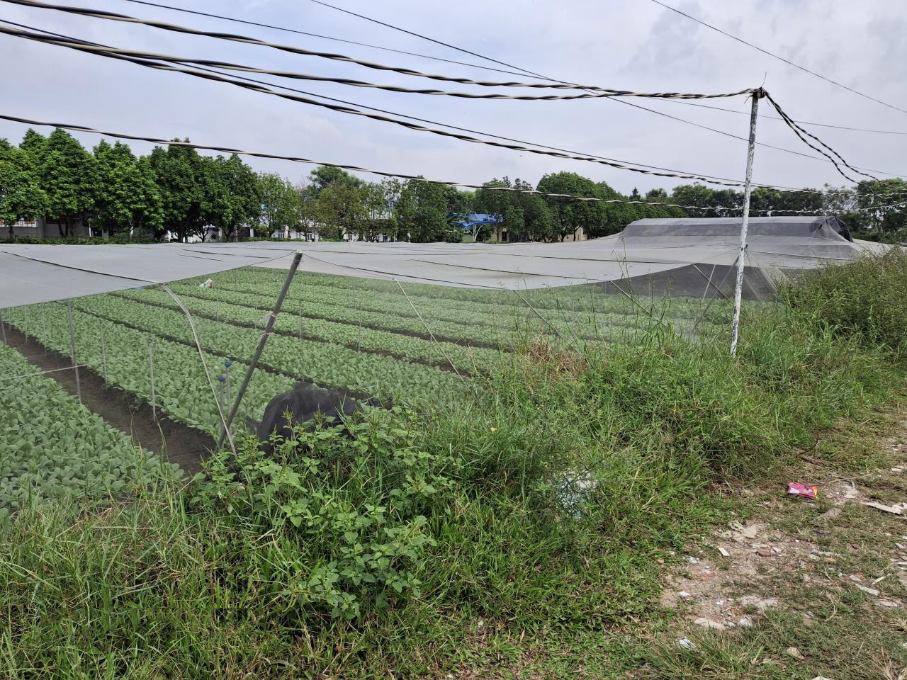 Rẻ! Đất 2.9tr/m² 0.5Ha – Xuân Thới Thượng 2 HM - Ảnh 1